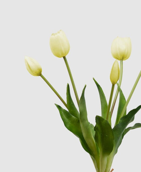 Strauß duftender weißer geknoteter Tulpen
