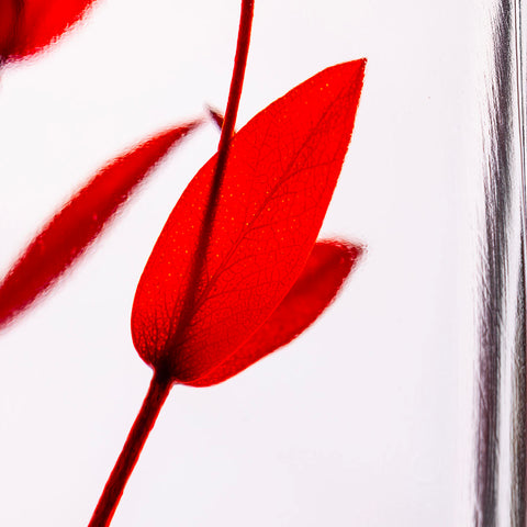 HERBARIUM H 21 CM EUCALYPTUS PARVIFOLIA ROT ZYLINDER THEOPHILE BERTHON ROT