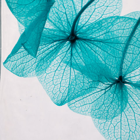 HERBARIUM H 21 CM HORTENSIA BLAU ZYLINDER THEOPHILE BERTON BLAU