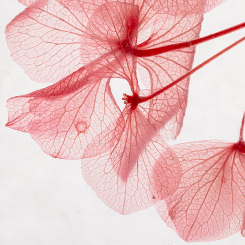 HERBARIUM H 21 CM HORTENSIA ROSA ZYLINDER THEOPHILE BERTON ROSA