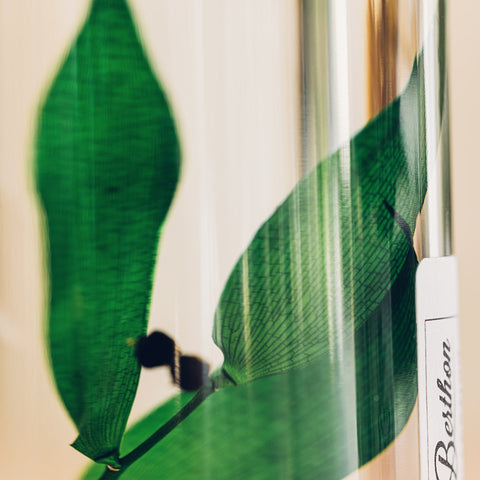 HERBARIUM H 21 CM RUSCUS GRÜN ZYLINDER THEOPHILE BERTON GRÜN