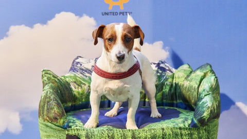 PETS REVOLUTION LES ALPES HUNDEZWINGER 66X30X37 CM MIT UNTERMATTE VON SELETTI
