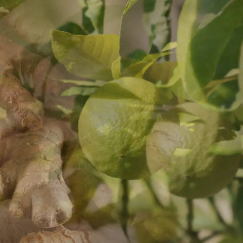 LAMPARFUM NACHFÜLLUNG 500 ML GINGER LIME DR. VRANJES