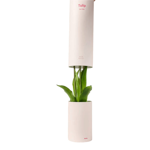 Strauß duftender weißer geknoteter Tulpen